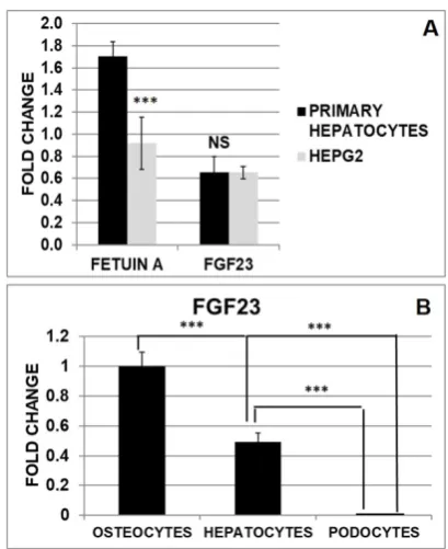Figure 5. WB of FGF23 on HepG2 FGF23/IP (AI) and on the portion non-FGF23/IP (negative Ctrl) with FGF23 (AII)