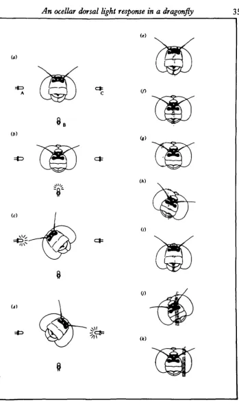 Fig. 2. Head positions of a flying dragonfly, drawn from video recordings, (a—d)around roll and pitch axes evoked by lateral movement of shadow across all three ocelli inchanges of illumination as indicated (A, B and C, see Fig