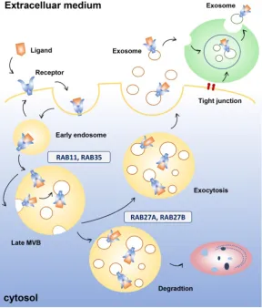 Figure 1. Exosome endocytosis and secretion. Early endosomes are formed after internalization when the become part of the luminal vesicle (ILV) of multivesicular bodies (MVBs)