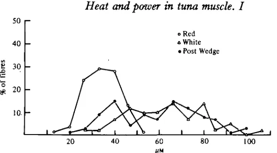 Fig. 6. A plot of fibre diameters for red and white fibres versus frequency. Fibres weresampled from deep red muscle (O), deep white muscle (A), and from the lateral, posterior