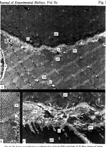 Fig. 8. (A) A low-magnification (muscle in the skipjack tuna. The dark forms typically show extensive pinocytotic vesicles(PV) at their periphery, while these are not observed in the light fibre form