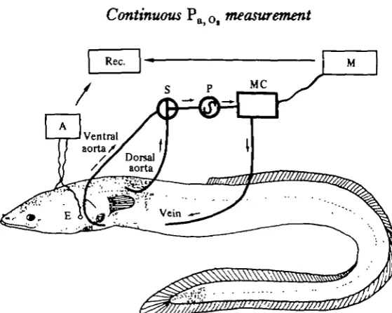 Fig. 1. Diagram of the measuring system. E, Electrodes for recording ventilation; A, amplifier;Rec., recorder; S, stopcock for selecting either dorsal or ventral aortic blood; P, peristaltic pump