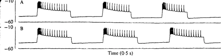 Fig. 7. Computer simulation of the bursts of electrical activity induced in aferential equation (8) of the model; in (B) theexposure to D-glucose /?-cell by continuous II-I mM