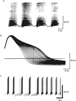 Fig. i. Patterns of electrical activity in 'burster' neurones. (A) Helix aspersa,cellular record from an active snail