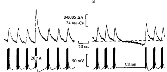 Fig. 4. Changes in free intracellular calcium and membrane potential in cell R1Scalifornica) (Aplysia during bursts of activity