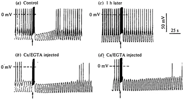 Fig. 5. Post-burst hyperpolarization in cell R1(remaining EGTA buffers the calcium influx during the burst;experiment to show the effect of injecting calcium/EGTA