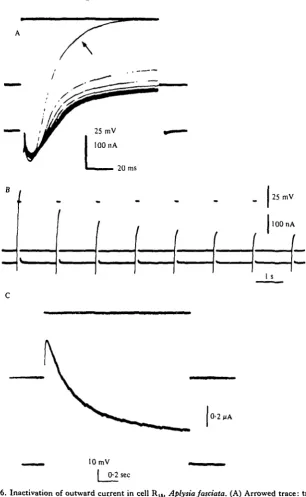 Fig. 6. Inactivation of outward current in cell R,5)ward current reaches a maximum within o-i s and then declines to a new steady level (A, Bto subsequent 50 mV pulses at a frequency of 1-5 c/s