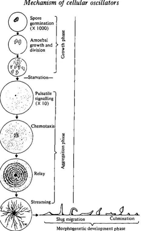 Fig. 16. A summary of the life-history of the slime mould, Dictyosteliumoscillatory activity described in this article concerns the pulsatile signalling system which discoideum