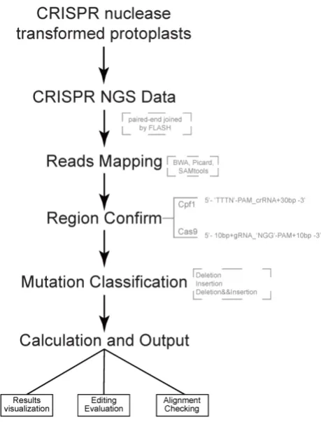 Figure 1. Pipeline of CRISPRMatch Several steps are involved, including 