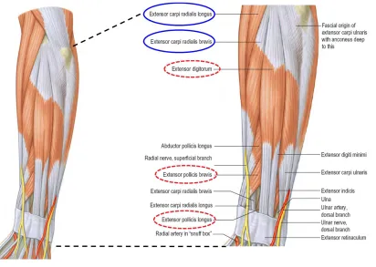 Figure 2.2. Superficial extensor muscles of the left forearm. 