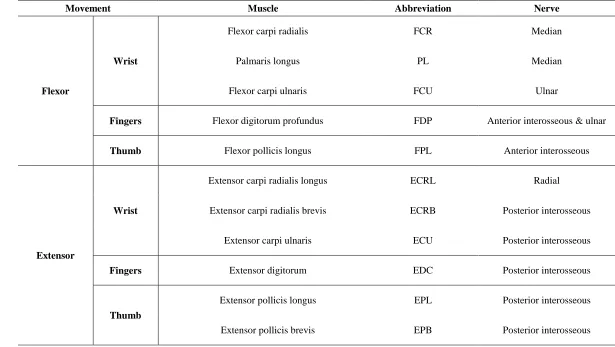 Table 2.3. Flexor and Extensor muscles on the forearm 