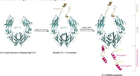 Figure 3. Schematic representation of modeling HRH-fused peptibody PbHRH structure. (A) Crystal structure of human IgG1 Fc domain (PDB: 3DNK)