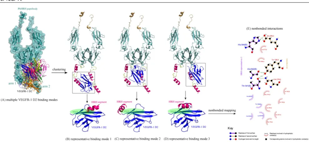 Figure 5. (A1-A5) The top-5 binding sites of HRH peptide to VEGFR-1 D2, predicted using PepSite server [30]