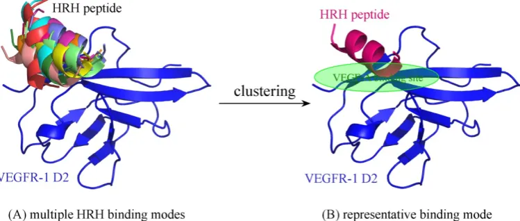 Figure 7. (A) Multiple binding modes of free HRH peptide to VEGFR-1 D2, predicted using ZDOCK server [31]