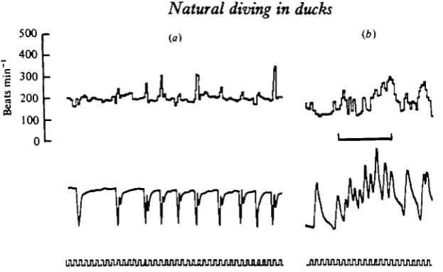 Fig. 5. Traces from 6* tufted duck (0-75 kg) showing changes in heart rate associated with:(a) 'dabbling' under water, (6) 'head ducking'