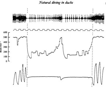 Fig. 8. Trace from 6* tufted duck (o'7s kg) showing changes in heart rate and respiratoryfrequency associated with an induced escape dive