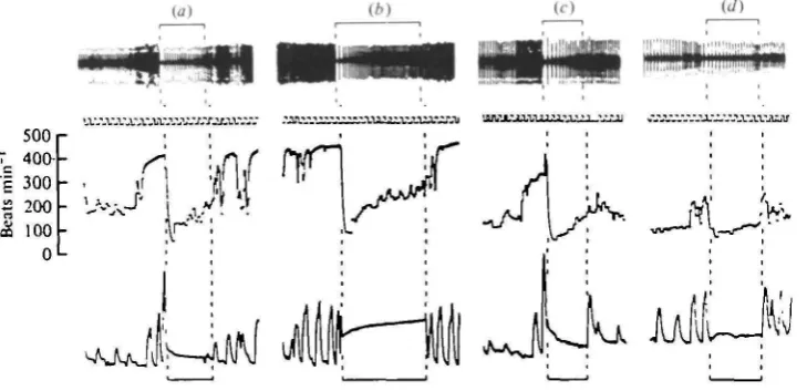 Fig. 1. Traces showing changes in heart rate and respiratory frequency associated with spon-taneous dives, (a) First dive in a series and (6) sixth dive in same series, both performed by 6*