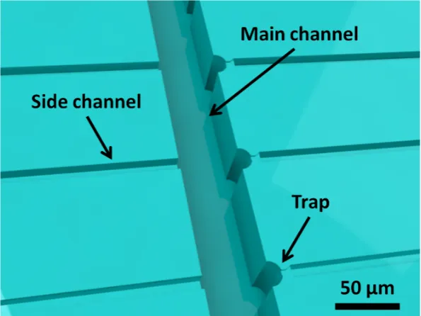 Figure 9: 3D impression of the chip conﬁguration consisting of the traps, the main channel and the sidechannels
