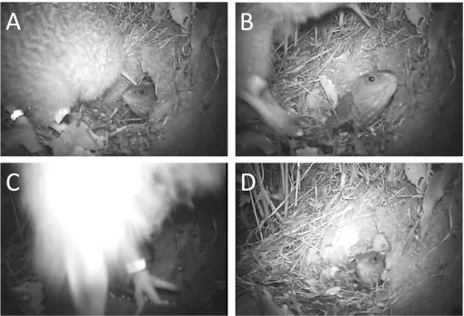 Figure 2. Selected stills from the video footage recorded between 04:06 and 04:25 on 8 February 2012 showing an interaction between a male adult LSK and a male tuatara in Zealandia Sanctuary, Wellington, New Zealand