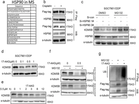 Figure 4. (a) The peptide of HSP90 was detected by Mass spectrometry. (b) immunoprecipitation determined the interaction of flag-KDM5B (flag-tag) and HSP90 in SGC7901 cells treated with 1μg/ml cisplatin for 24h