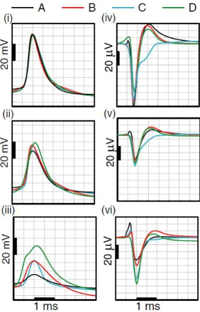 Figure 7. Comparison of Intra and Extracellular Action Potentials for four conductance density models