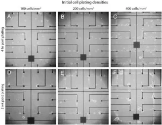 Figure 10. Phase micrographs of live neurons growing as networks on patterned poly-l-lysine MEAs