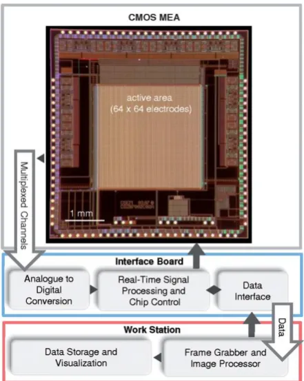 Figure 12. View of a locally dense microelectrode array. Reproduced from [54]. 