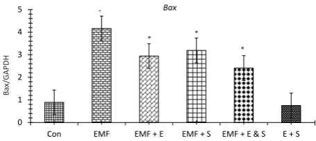 Figure 2. Photomicrograph of the Renal Corpuscle of Mice in Different Groups. Note. EMF significantly increased the thickness of the basement membrane