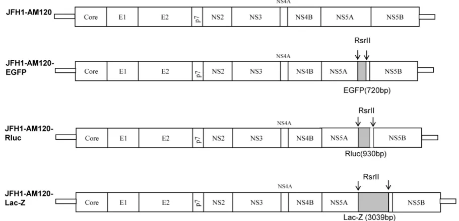 Fig. 1. Schematic representation of HCV constructs used in this study. JFH1-AM120, JFH1-AM120-Rluc and JFH1-AM120-EGFP were generated in our previous study generated by in frame insertion of full LacZ gene, which was amplified from vector pSV-(18)