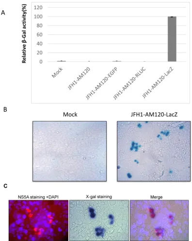 Fig. 3. Analysis of NS5A-LacZ activity followed RNA transfection of JFH1-AM120-LacZ. (A) Huh7.5 cells were transfected with the RNA of JFH1-AM120-LacZ and controls of JFH1-AM120, JFH1-AM120-EGFP and JFH1-AM120-Rluc as described in Methods