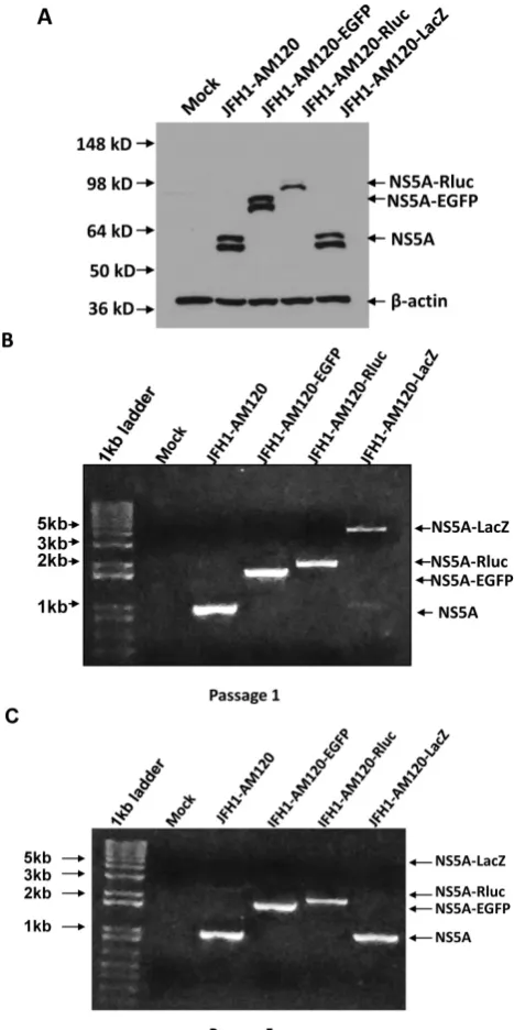 Fig. 6. Stability assay of JFH1-AM120-LacZ and controls followed the RNA  were passaged at every three days for a total of 15 days
