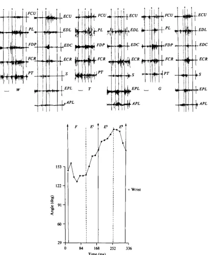 Fig. 5. Electromyograms of muscles of the antebrachium during walking (W),and galloping (G) steps