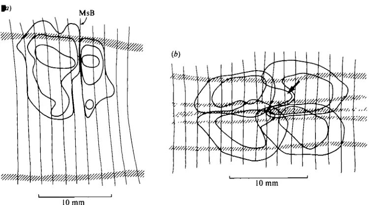 Fig. 7. This picture illustrates receptive field abnormalities in normal leeches, (a)lines drawn at o, 5 and 10 action potentials evoked per annulus traversed
