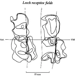 Fig. 9. Maps of anterior and posterior root receptive fields from an animal operated on 184 dayspreviously