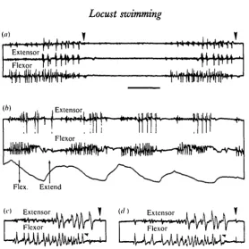 Fig. 4. Electrical activity in the extensor and flexor tibiae muscles of a hind leg during swim-ming, (a) Free swimming: flexor activity starts first (lower trace) to be followed by the slow