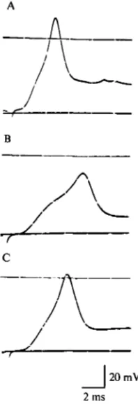 Fig. 3. Intracellular recording from the dorsal longitudinal muscle stimulated via its nerve