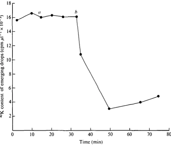 Fig. 5. The effects on the osmotic concentration of fluid emerging from the lower ends of lowerMalpighian tubules perfused with K-rich fluid, of siting K-free, 5-HT-containing bathingdrops at various positions along the length of the tubule.