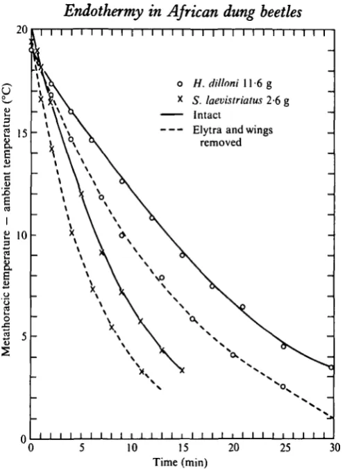 Fig. ii. Arithmetic plot of cooling rates of beetles before and after removal of wings andelytra