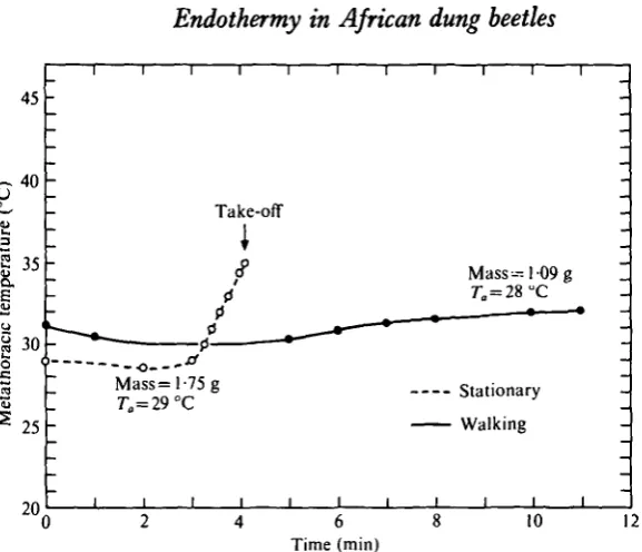 Fig. 3. Pre-flight warm up and prolonged endothermically elevated body temperature duringterrestrial locomotion in S