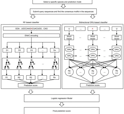 Figure 1. The framework of BERMP. BERMP covered three species (i.e. classifier with word embedding (right)