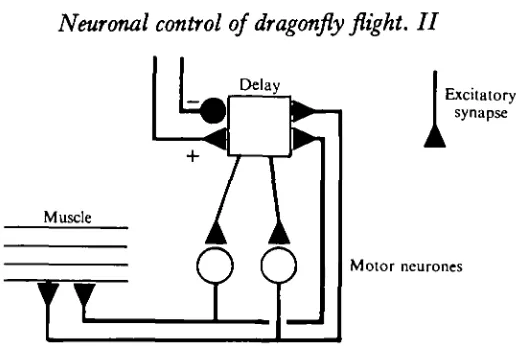 Fig. 14. A delayed excitation pathway for activation. Components in the 'delay' box requiresimultaneous spikes in a group of motor neurones, and inputs from interneurones.