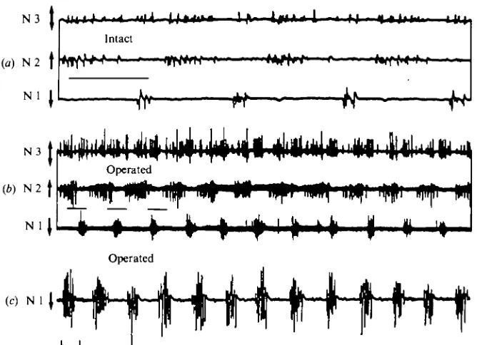 Fig. 3. Recordings from motor nerves on one side of the metathorax in intact and in operatedanimals