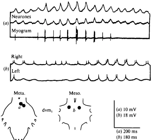 Fig. 4. Intracellular recordings from pain of elevator motor neurones, dvm,, during tetheredflight