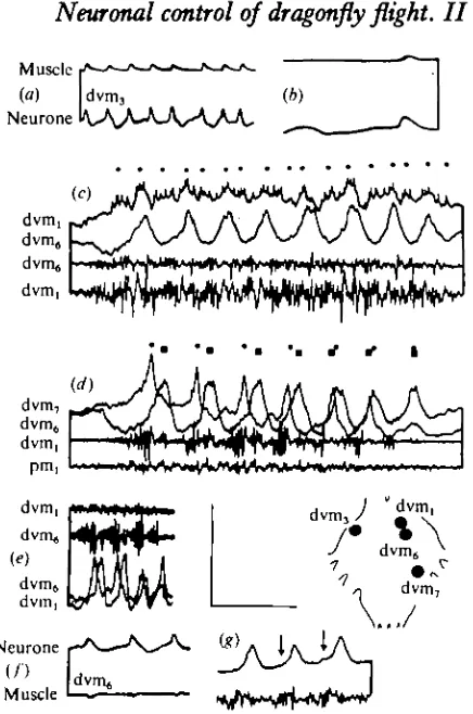 Fig. 5. Intracellular recordings from cell bodies of motor neurones during brief tethered flights,(a) Intracellular recordings from a fibre of dvm, and from the motor neurone that innervates it.