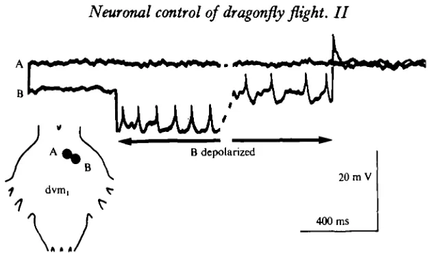 Fig. 7. Lack of direct connexion between two motor neurones that innervate the same dvmtmuscle