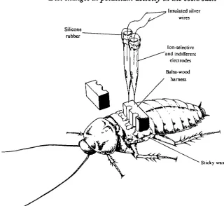 Fig. 2. Diagram showing technique for implantation of electrodes.