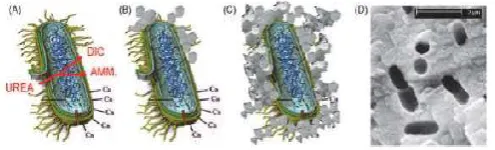 Figure 2. Bacteria fixing cracks 