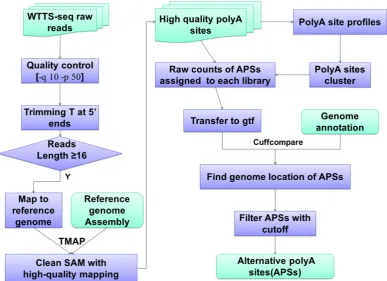 Figure 2. WTTS-seq raw data processing and bioinformatics pipeline. Data analysis usually involves quality control, reads mapping, APA clustering, location assignment and classification for characterization