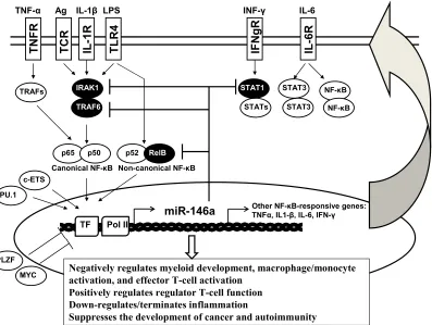 Figure i. Expression of miR-146a is regulated by a set of transcriptional factors in a cell-lineage specific manner, involving such factors as PU.1, c-ETS, and PLZF, and in an activation-dependent and RelB, which are all involved in the NF-as a critical ne