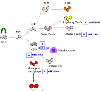 Figure ii. A simplified schematic depiction of hematopoietic tree highlighting the role of miR-146a in hematopoiesis and immune cell function